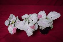 Load image into Gallery viewer, Syngonium Podophyllum Milk Confetti 4" Pot
