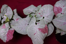 Load image into Gallery viewer, Syngonium Podophyllum Milk Confetti 4" Pot

