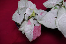 Load image into Gallery viewer, Syngonium Podophyllum Milk Confetti 4" Pot
