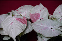 Load image into Gallery viewer, Syngonium Podophyllum Milk Confetti 4" Pot
