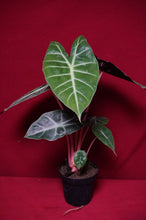Load image into Gallery viewer, Alocasia Morocco Pink Dragon 4" Pot
