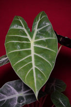 Load image into Gallery viewer, Alocasia Morocco Pink Dragon 4" Pot
