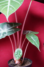 Load image into Gallery viewer, Alocasia Morocco Pink Dragon 4" Pot
