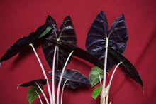 Load image into Gallery viewer, Alocasia Morocco Pink Dragon 4" Pot
