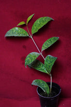Load image into Gallery viewer, Aeschynanthus Black Pagoda 2" Pot
