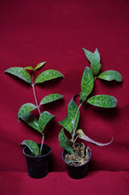 Load image into Gallery viewer, Aeschynanthus Black Pagoda 2" Pot
