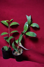 Load image into Gallery viewer, Aeschynanthus Black Pagoda 2" Pot

