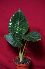 Load image into Gallery viewer, Alocasia Regal Shield 4" Pot
