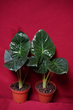 Load image into Gallery viewer, Alocasia Regal Shield 4" Pot
