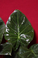 Load image into Gallery viewer, Alocasia Regal Shield 4" Pot

