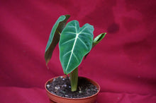 Load image into Gallery viewer, Alocasia Black Velvet 4" Pot
