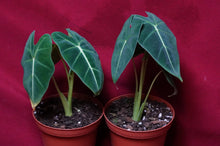 Load image into Gallery viewer, Alocasia Black Velvet 4" Pot
