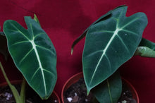 Load image into Gallery viewer, Alocasia Black Velvet 4" Pot
