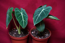 Load image into Gallery viewer, Alocasia Black Velvet 4" Pot
