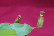 Load image into Gallery viewer, Nepenthes Diana 2" Pot
