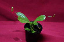 Load image into Gallery viewer, Nepenthes Briggsiana 2" Pot
