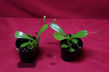 Load image into Gallery viewer, Nepenthes Briggsiana 2" Pot
