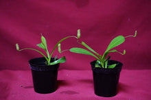 Load image into Gallery viewer, Nepenthes Briggsiana 2" Pot
