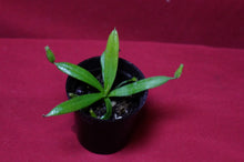Load image into Gallery viewer, Nepenthes Albomarginata 2" Pot
