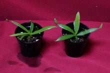 Load image into Gallery viewer, Nepenthes Albomarginata 2" Pot
