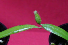 Load image into Gallery viewer, Nepenthes Albomarginata 2" Pot
