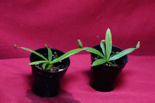 Load image into Gallery viewer, Nepenthes Albomarginata 2" Pot
