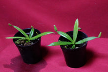 Load image into Gallery viewer, Nepenthes Albomarginata 2" Pot
