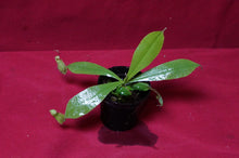 Load image into Gallery viewer, Nepenthes Hookeriana 2" Pot
