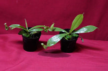 Load image into Gallery viewer, Nepenthes Hookeriana 2" Pot
