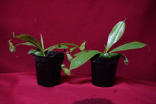 Load image into Gallery viewer, Nepenthes Hookeriana 2" Pot
