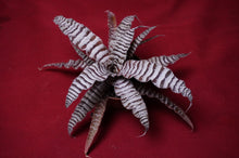 Load image into Gallery viewer, Cryptanthus Absolute Zero
