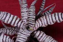 Load image into Gallery viewer, Cryptanthus Absolute Zero
