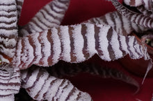 Load image into Gallery viewer, Cryptanthus Absolute Zero
