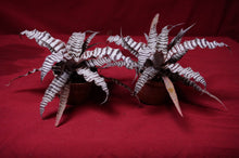 Load image into Gallery viewer, Cryptanthus Absolute Zero
