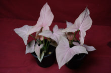 Load image into Gallery viewer, Syngonium Pink Perfection 4" Pot
