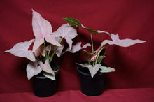 Load image into Gallery viewer, Syngonium Pink Perfection 4" Pot
