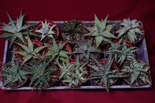 Load image into Gallery viewer, Aloe Vera Hybrid 4" Pot
