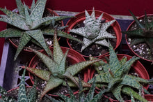 Load image into Gallery viewer, Aloe Vera Hybrid 4" Pot
