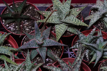 Load image into Gallery viewer, Aloe Vera Hybrid 4" Pot
