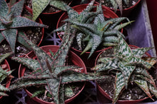 Load image into Gallery viewer, Aloe Vera Hybrid 4" Pot
