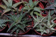 Load image into Gallery viewer, Aloe Vera Hybrid 4" Pot
