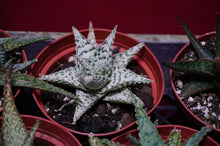 Load image into Gallery viewer, Aloe Vera Hybrid 4" Pot
