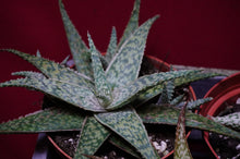 Load image into Gallery viewer, Aloe Vera Hybrid 4" Pot
