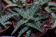 Load image into Gallery viewer, Aloe Vera Hybrid 4" Pot
