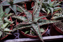 Load image into Gallery viewer, Aloe Vera Hybrid 4" Pot
