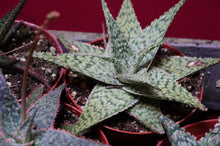 Load image into Gallery viewer, Aloe Vera Hybrid 4" Pot

