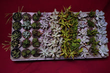 Load image into Gallery viewer, Succulent 3 Plant Assortment 2" Pot

