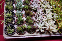 Load image into Gallery viewer, Succulent 3 Plant Assortment 2" Pot
