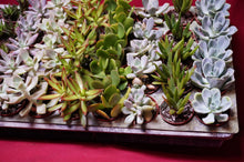 Load image into Gallery viewer, Succulent 3 Plant Assortment 2" Pot

