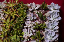 Load image into Gallery viewer, Succulent 3 Plant Assortment 2" Pot
